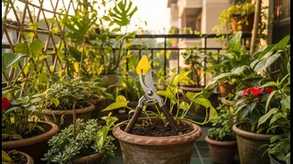 Balcony Plant Parents, Prune Before Chaos