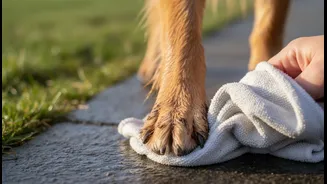 Dog Paws Need Extra Attention After Muddy Parks And Wet Streets
