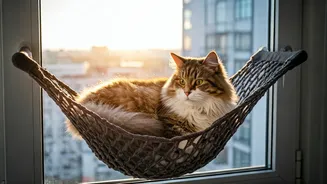 High Rise Apartment Cat Owners Install Secure Window Hammocks