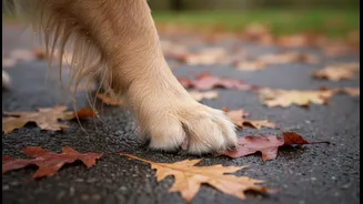 Why Urban Dog Owners Need A Strict Post-Walk Paw Inspection Routine This Rainy Season