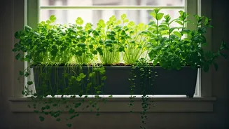 Grow Coriander And Mint In Small Vertical Window Spaces