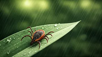 Ticks And Monsoon Parks Are A Bad Combo