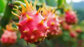 How to grow dragonfruit at home