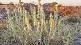 Lavender croton: A unique skincare ingredient