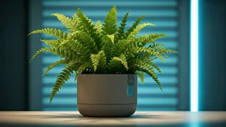 Protect Indoor Ferns From Drying AC Drafts Using Self-Watering Pots