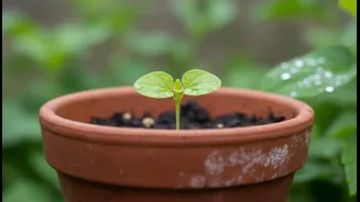 Choose Porous Pots When Humid Weather Makes Drying Slow