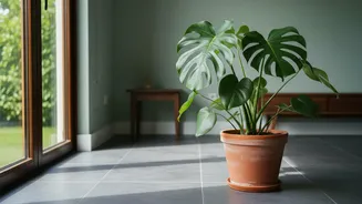 Planning Houseplant Shopping Should Cover Window Direction And Room Humidity