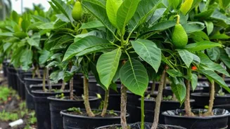 How to grow avocados at home