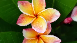 Tropical Home Garden Plants Feature Plumeria As A Fragrant Design Option