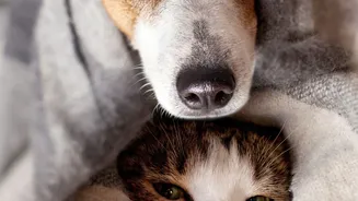 Rainy-Season Pet Care Is Shifting Towards Prevention Rather Than Waiting For Problems