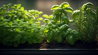 Balcony Herb Gardens Become India's Hottest Lifestyle Trend