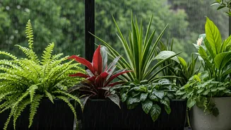 Balcony Gardening Needs A Monsoon Playbook