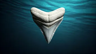 Australia's Shark Attacks: A Troubling Trend