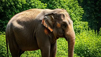 Dubare Tragedy: 5 Crucial Wildlife Encounter Rules for Safer Tourism