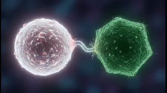 How Co-consuming Milk And Spinach Triggers Cellular Competition Reducing Total Mineral Uptakes