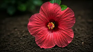 Urban Gardeners Share Secret 1-Ingredient Fertilizer For Hibiscus Flowers