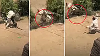 Horrific! VIDEO Shows Leopard Attacking Forest Guards During Rescue Operation In MP's Dhar