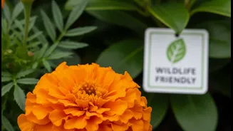 Use Local Plant Guides Before Buying Flowers Marketed As Wildlife Friendly