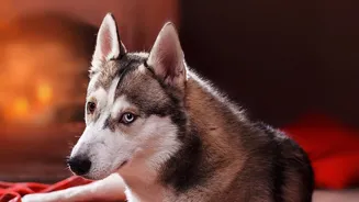 Give a Nervous Pet a Quiet Retreat before Guests Enter