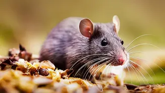Awake Mice Offered a Controlled Way to Investigate Sleep-Related Restoration