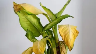 5 ways to fix sunburned indoor plants