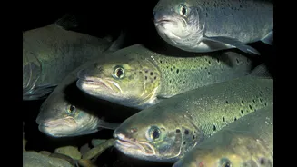 Cientistas deram cocaína para peixes. Entenda por que – e o que aconteceu depois