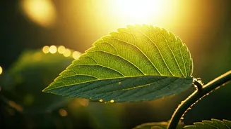 Unlocking Your Health: The Sunshine Vitamin's Vital Role and How to Get Enough