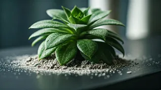 Protect Balcony Plants From Damp Pests Spreading Diluted Wood Ash