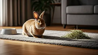 House Rabbits Are Hopping Into Pet Parent Culture