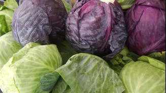 Red cabbage v/s green cabbage: Decoding their nutritional differences