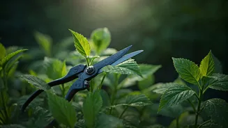 June Pruning Makes Rainy Growth Less Messy