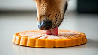 Keep Dogs Perfectly Content Exploring Easy Frozen Pumpkin Mat Blueprints
