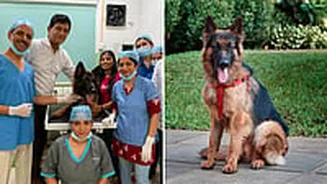 Pune Vet Saves German Shepherd With 85% Kidney Damage Through Hemodialysis: Pet Owner Refused Euthanasia, Fought For Miracle