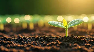 Planting Seeds of Joy: The Timeless Wisdom of a Chinese Proverb on Lasting Happiness
