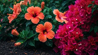 Hibiscus And Bougainvillea Need Monsoon Prep Now