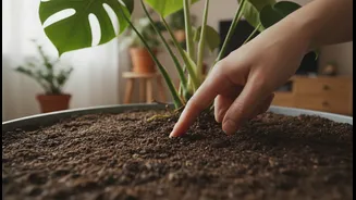 Plant Parents Should Check Soil Before Watering