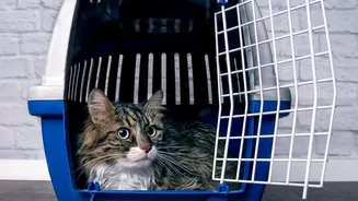 Keep Doors and Gates Secure When a Nervous Pet May Bolt