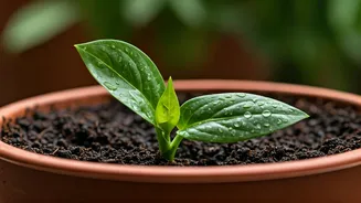 Monsoon Proofing: Avoid Root Rot In Indoor Plants