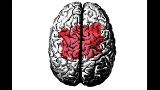 Alzheimer pode começar mais cedo do que se imagina, revela estudo