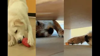 Como descobrir se um cachorro é destro ou canhoto, segundo a ciência