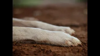 Dog paw burns from asphalt: why morning walks before 7 AM are the only safe window