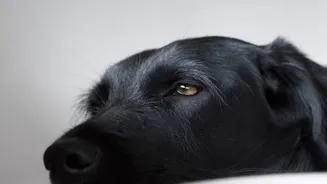 Why Urban Apartments Amplify Thunderstorm Noise And How To Calm Your Dog