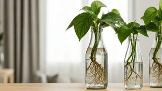 Turn Trash Into Decor With Hydroponic Money Plant Bottle Stations