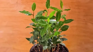 Beyond the Headline, Holiday Plant Care Is Easier When High-Risk Pots Are Identified First