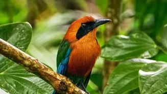 Start South Andaman Birding Planning with Guide Quality, Not Just a Sightings List Alone after South Andaman's Rainforest Birding Trail