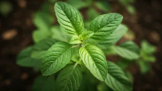 Revitalize Your Tulsi: Expert Tips to Banish Yellow Leaves and Cultivate Lush Growth