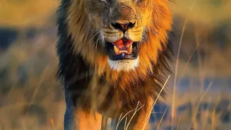 Understanding Barda Lions: Researchers Track Lion Movement and Prey in Gujarat
