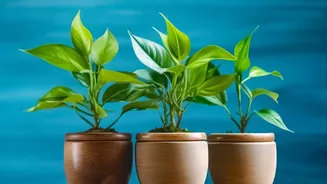 Humidity Affects Indoor Plants More Than Many Beginners Realise