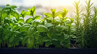 Balcony Gardens Are Going Full Herb Mode
