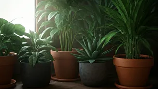 Indoor Plant Care During Monsoon Made Simple